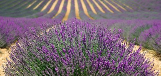 lavender-provence